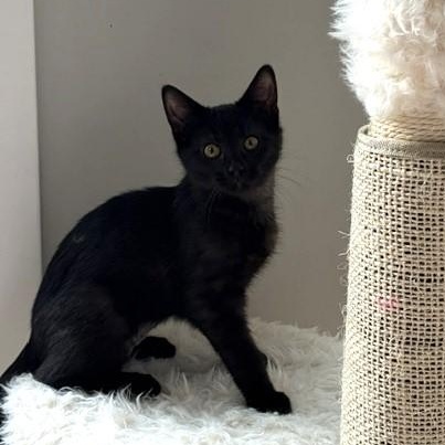 Misty, ADOPTABLE, Kitten Female Domestic Short Hair.