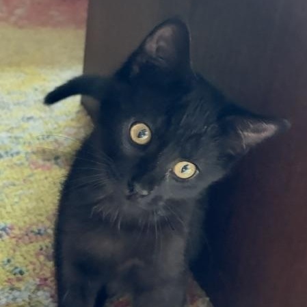Misty, a ADOPTABLE Domestic Short Hair in Denver, CO image 2/3