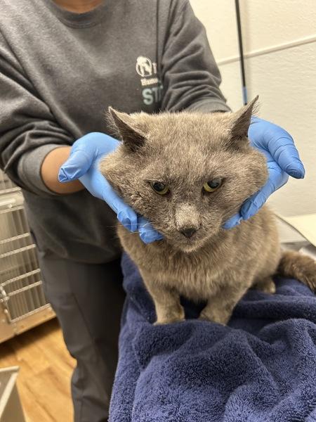 Clove, Adoptable, Adult Male Domestic Short Hair.