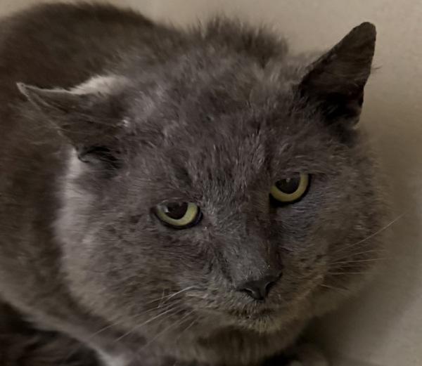 Clove, a Adoptable mixed breed in Silverdale, WA image 2/6