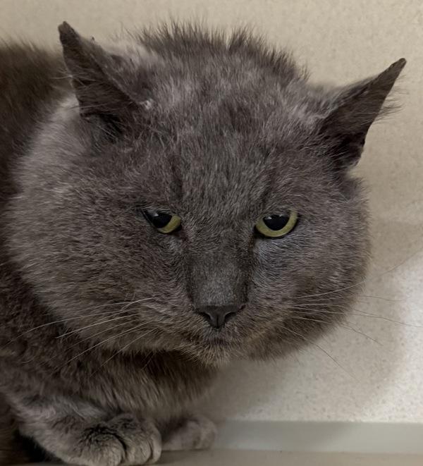 Clove, a Adoptable mixed breed in Silverdale, WA image 5/6