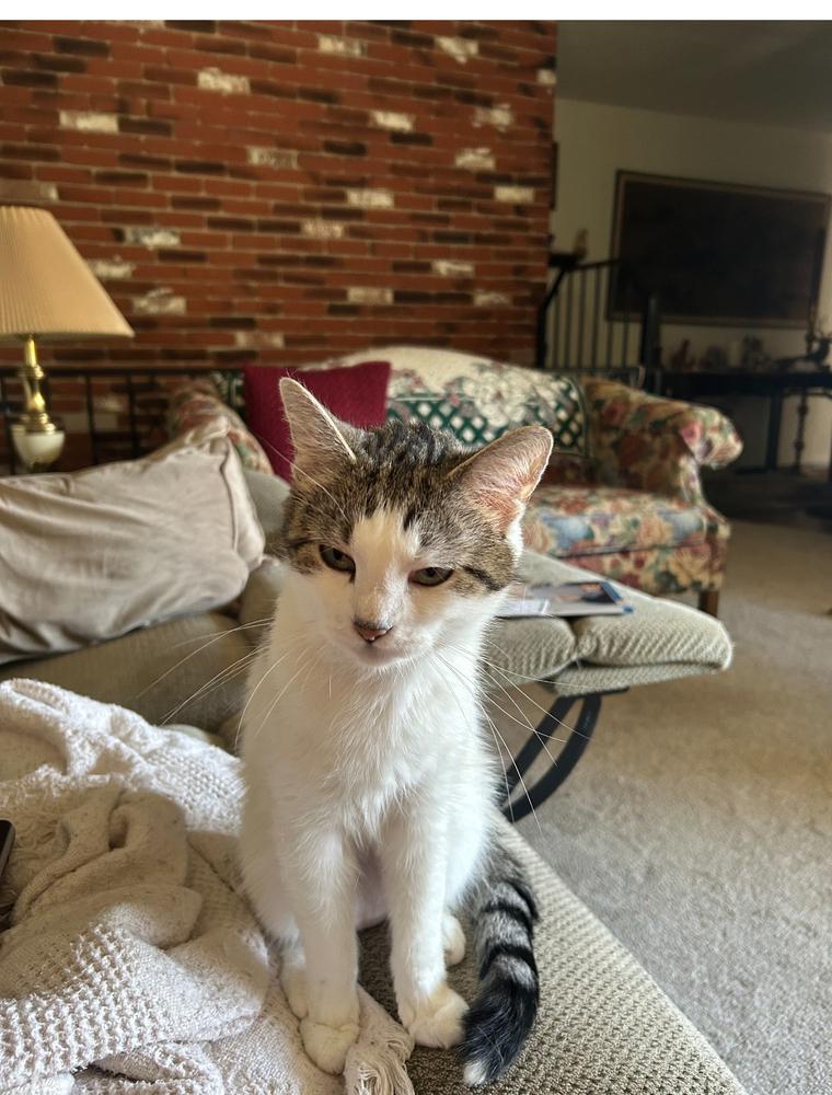 Ivy Rose Dunbar, Adoptable, Adult Female Domestic Short Hair.