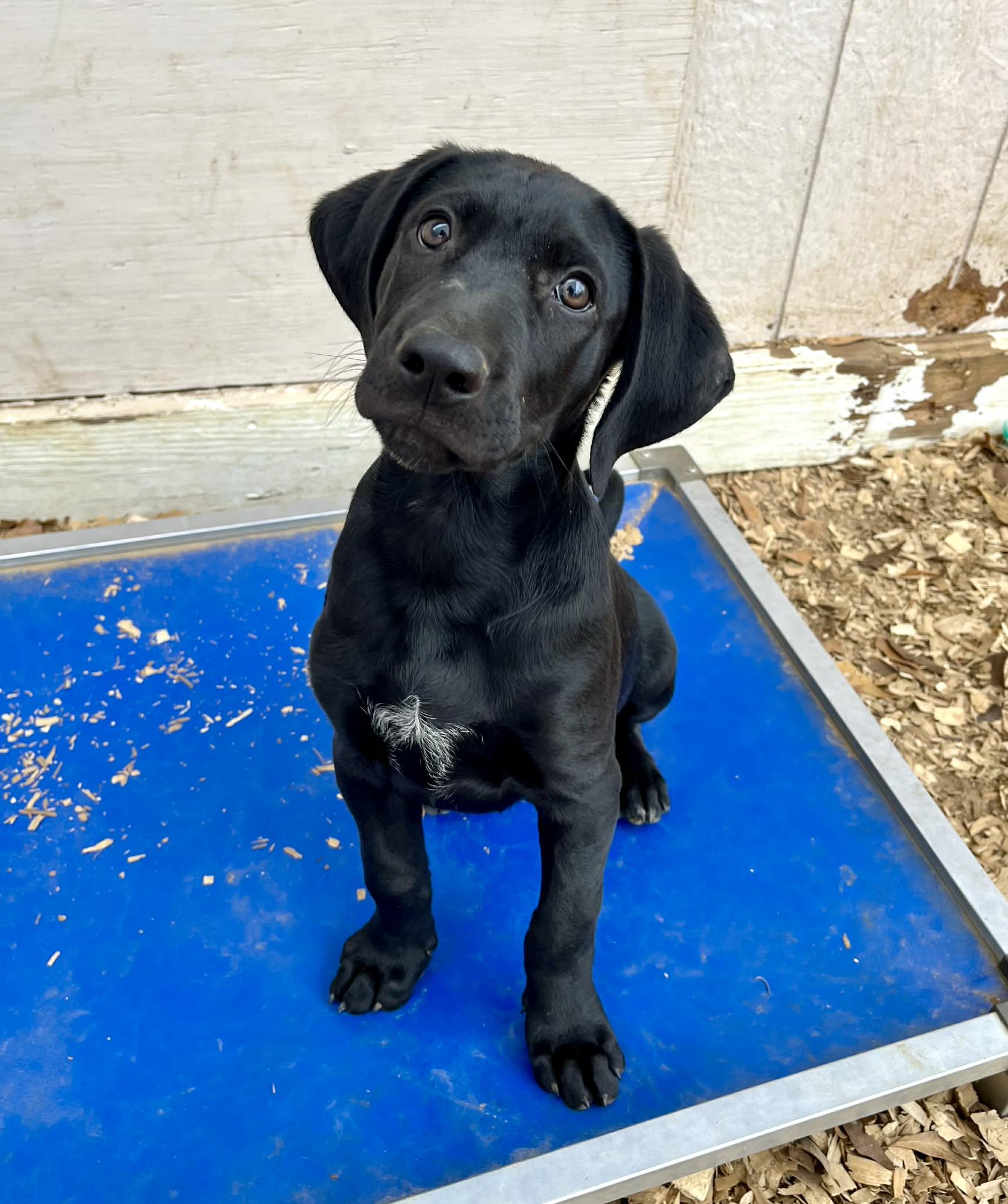Dexter, adopted, Puppy Male Black Labrador Retriever.