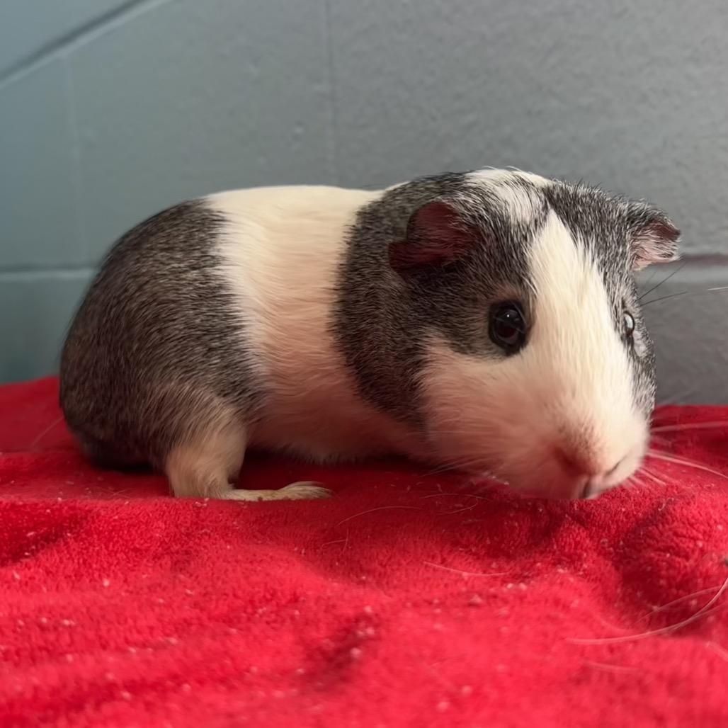 Enlarge Cracker, a Adoptable Guinea Pig in Chesapeake, VA image 1/4