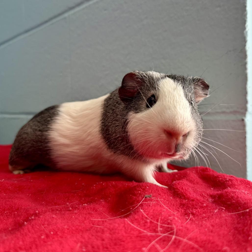 Enlarge Cracker, a Adoptable Guinea Pig in Chesapeake, VA image 2/4