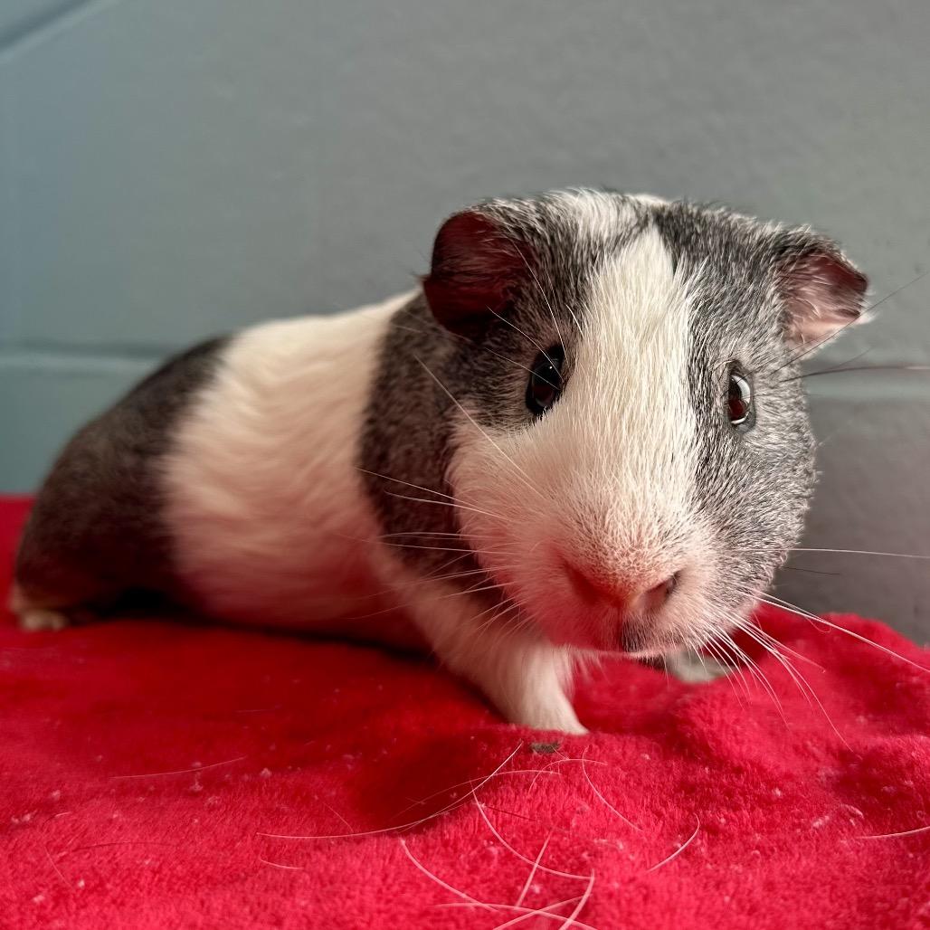 Enlarge Cracker, a Adoptable Guinea Pig in Chesapeake, VA image 3/4