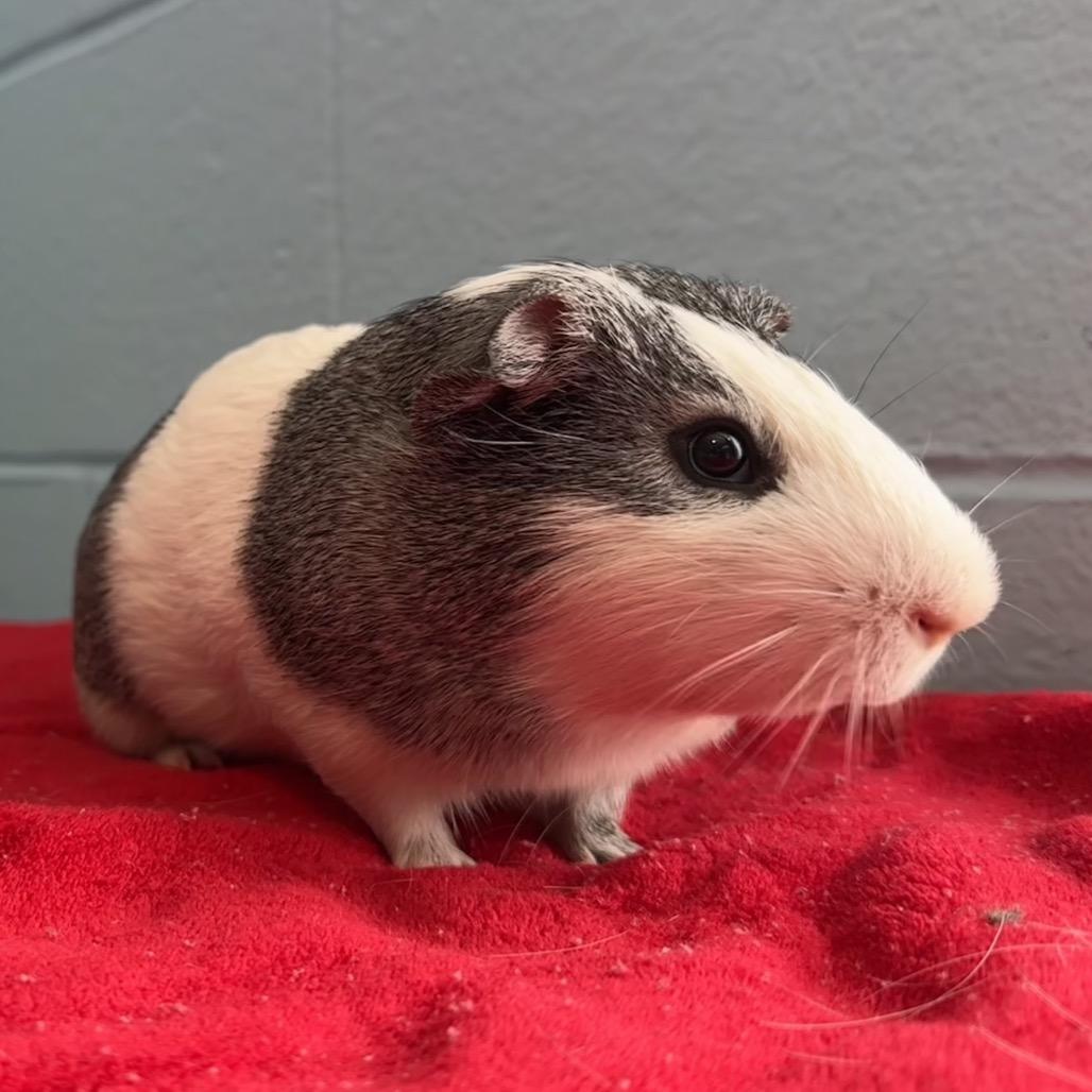 Enlarge Cracker, a Adoptable Guinea Pig in Chesapeake, VA image 4/4