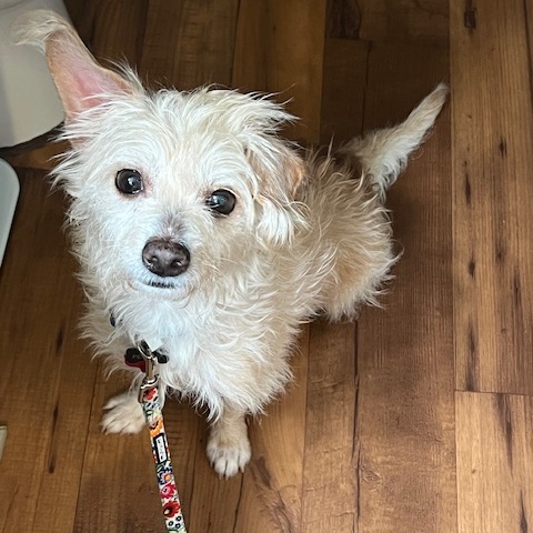 Whiskey, a Adoptable mixed breed in Spring, TX image 3/5