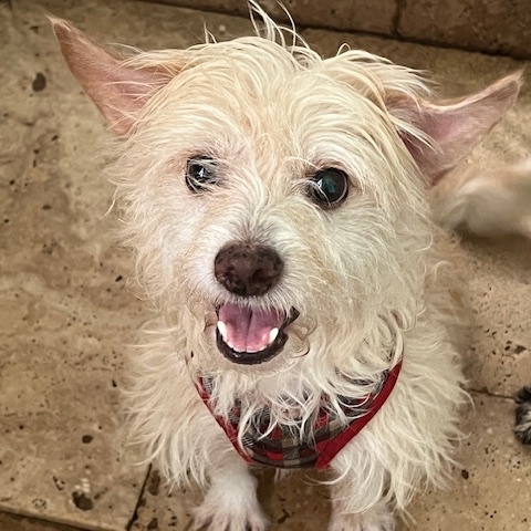 Whiskey, a Adoptable mixed breed in Spring, TX image 1/5