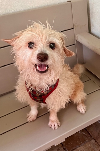 Whiskey, a Adoptable mixed breed in Spring, TX image 4/5