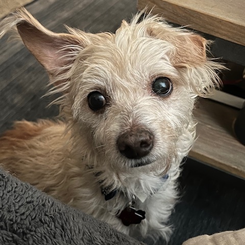 Whiskey, a Adoptable mixed breed in Spring, TX image 2/5