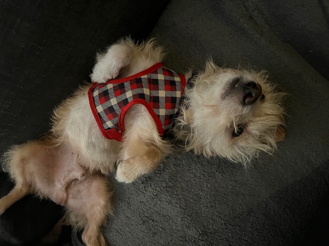 Whiskey, a Adoptable mixed breed in Spring, TX image 5/5