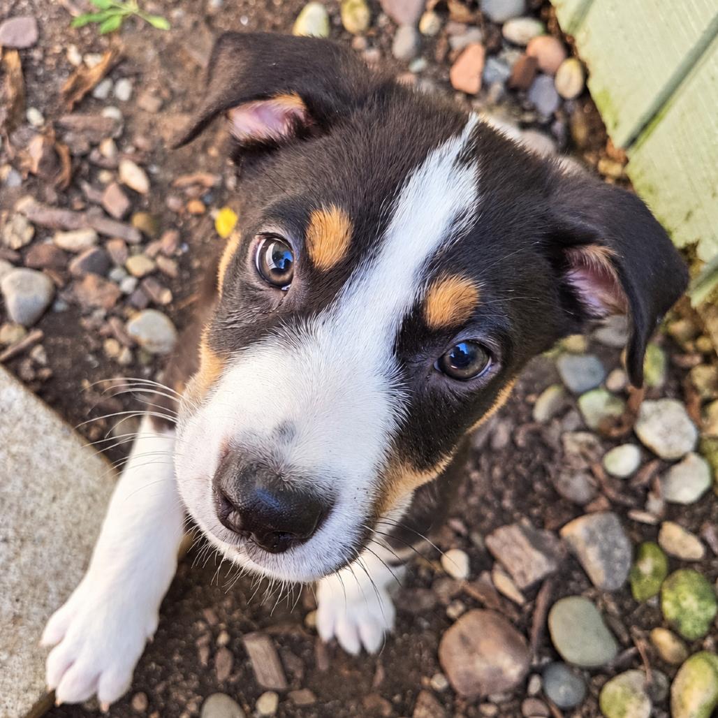 Bosco, Adoptable, Puppy Male Australian Shepherd & Mixed Breed.