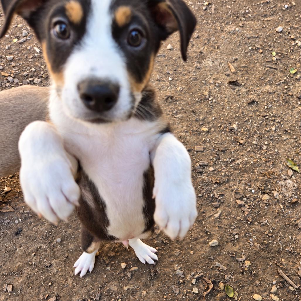 Enlarge Bosco, a Adoptable mixed breed in Mundelein, IL image 3/6