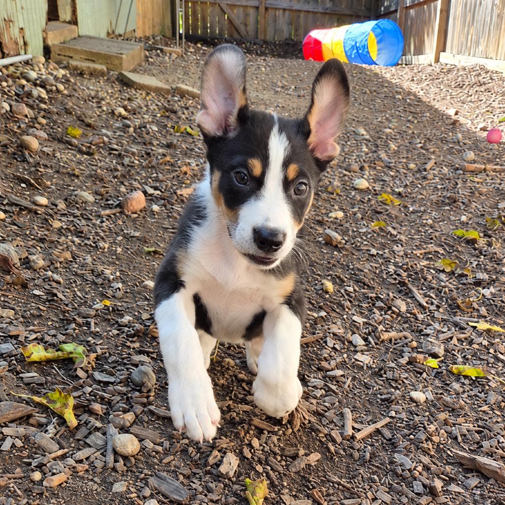 Enlarge Bosco, a Adoptable mixed breed in Mundelein, IL image 5/6