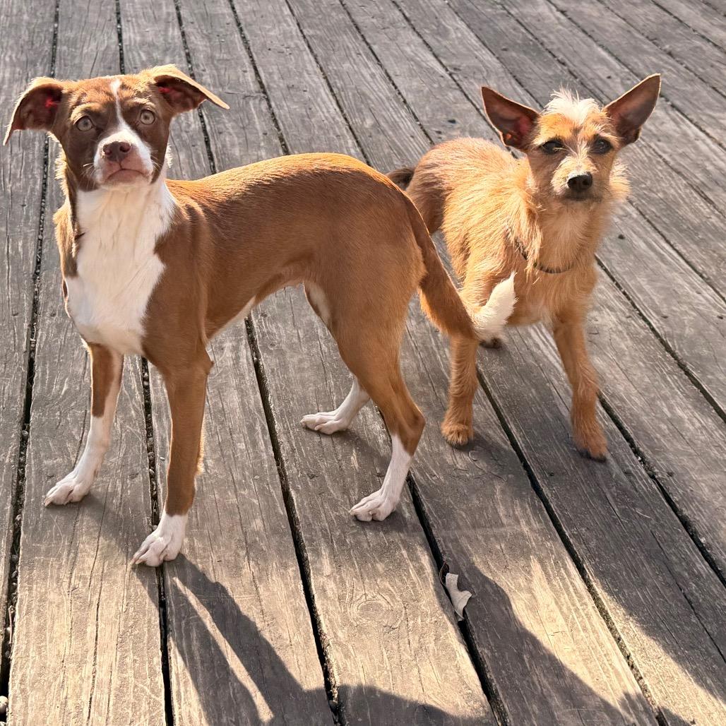 Lacey, Adoptable, Young Female Beagle & Chihuahua.