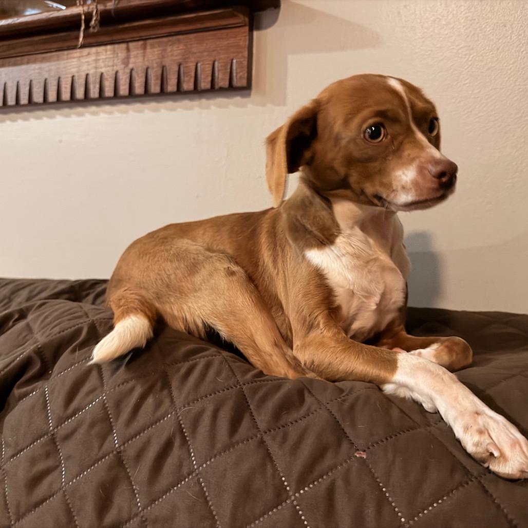 Lacey, Adoptable, Young Female Beagle & Chihuahua.