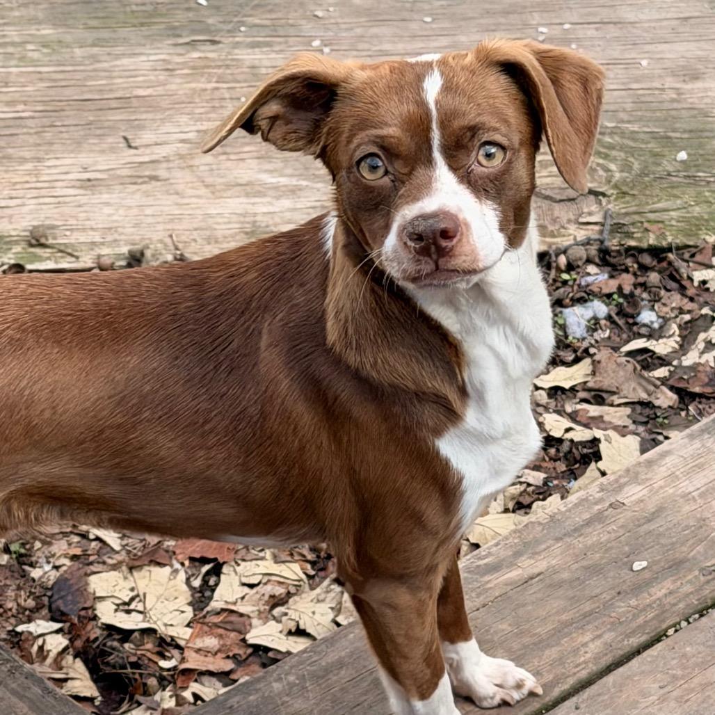 Enlarge Lacey, a Adoptable mixed breed in Lee's Summit, MO image 3/4