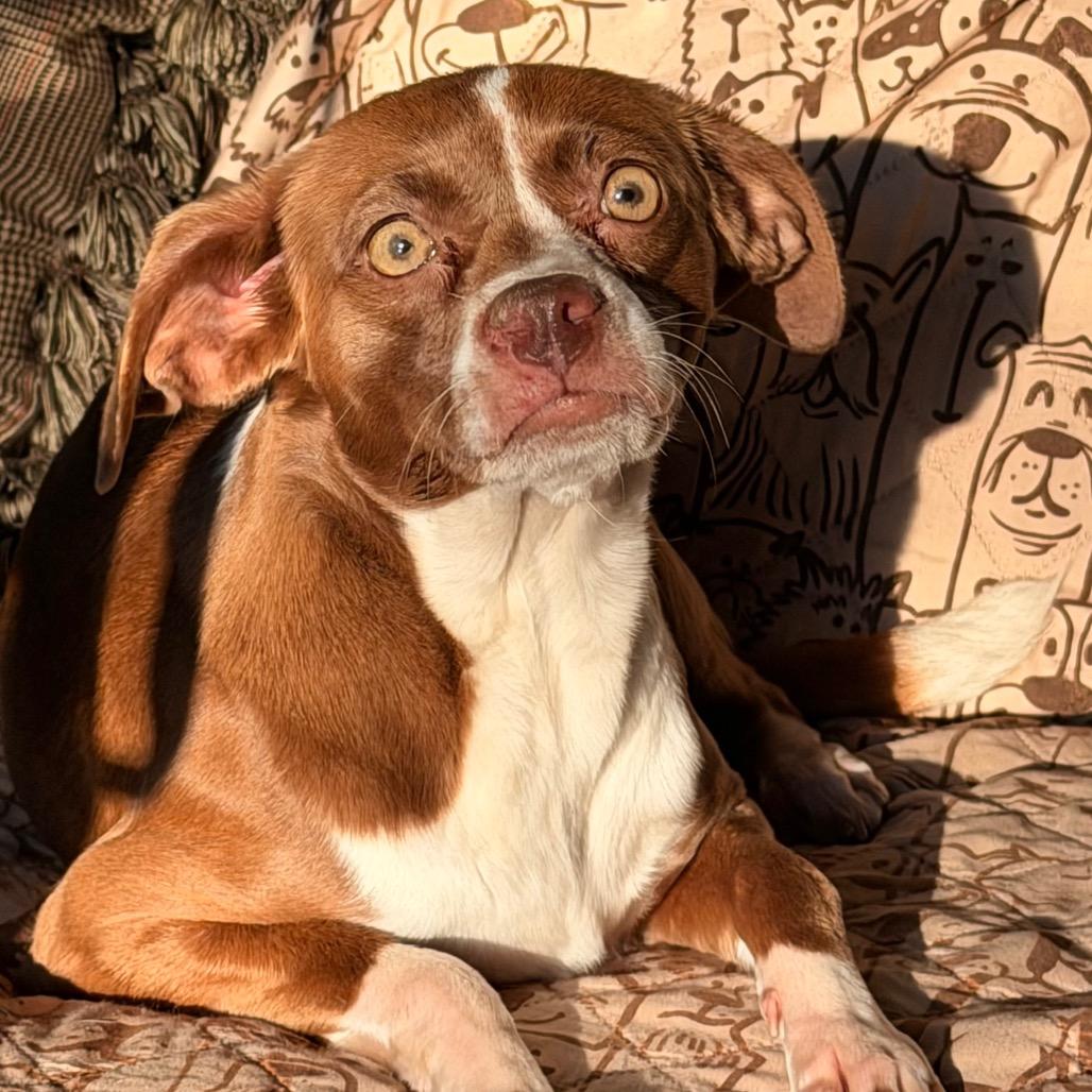 Enlarge Lacey, a Adoptable mixed breed in Lee's Summit, MO image 4/4