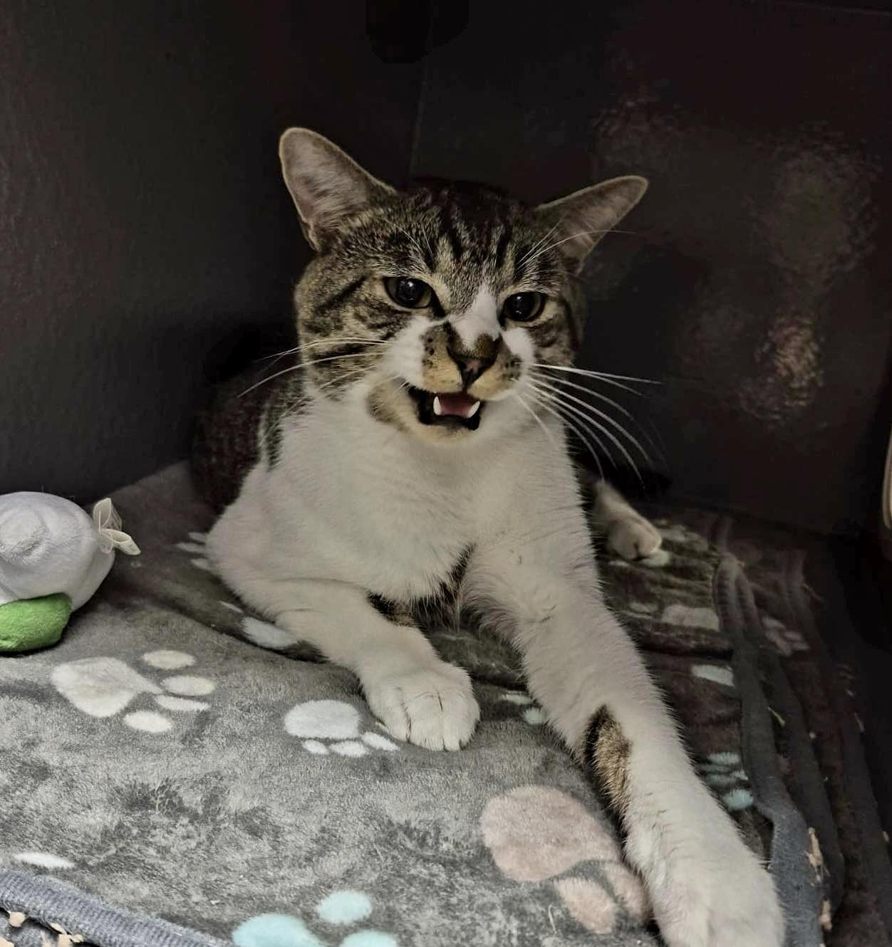 Fredrick, adopted, Kitten Male Tabby.