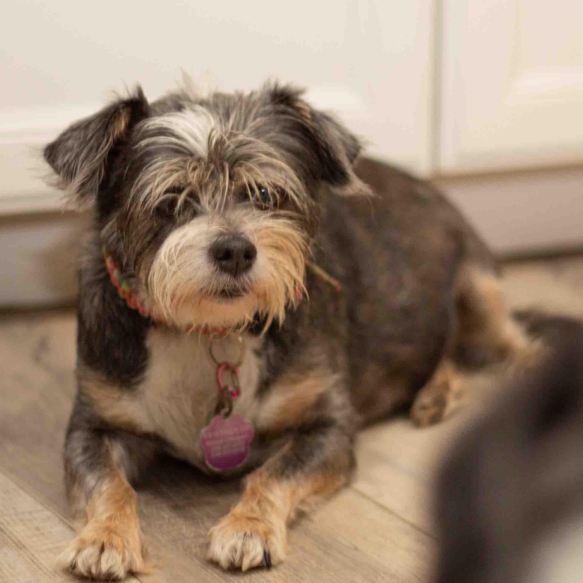 Osi, a ADOPTABLE mixed breed in Sarasota, FL image 3/6