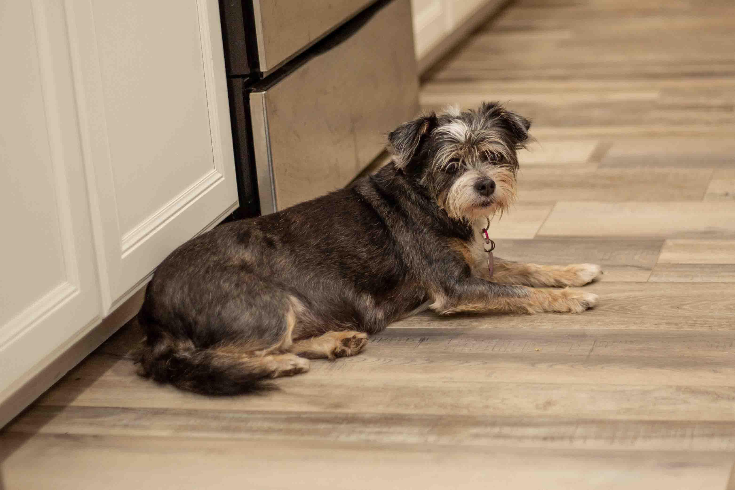 Osi, a ADOPTABLE mixed breed in Sarasota, FL image 5/6