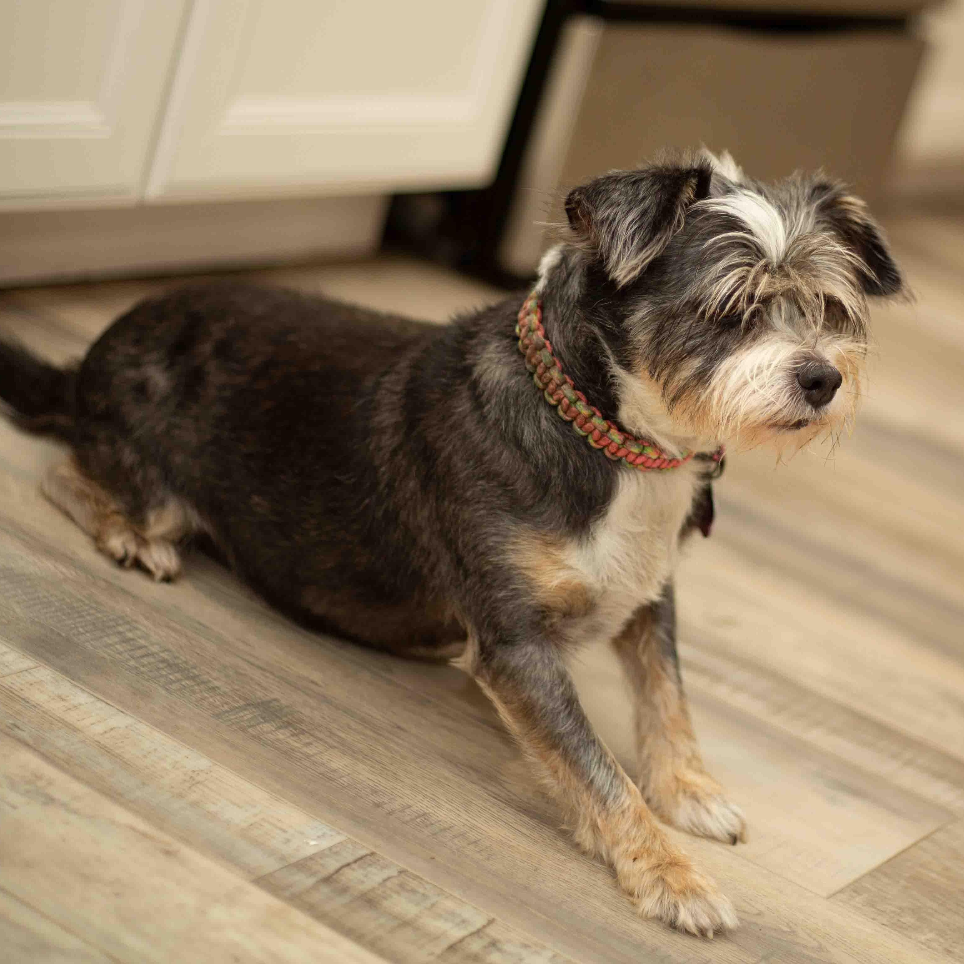 Osi, a ADOPTABLE mixed breed in Sarasota, FL image 6/6