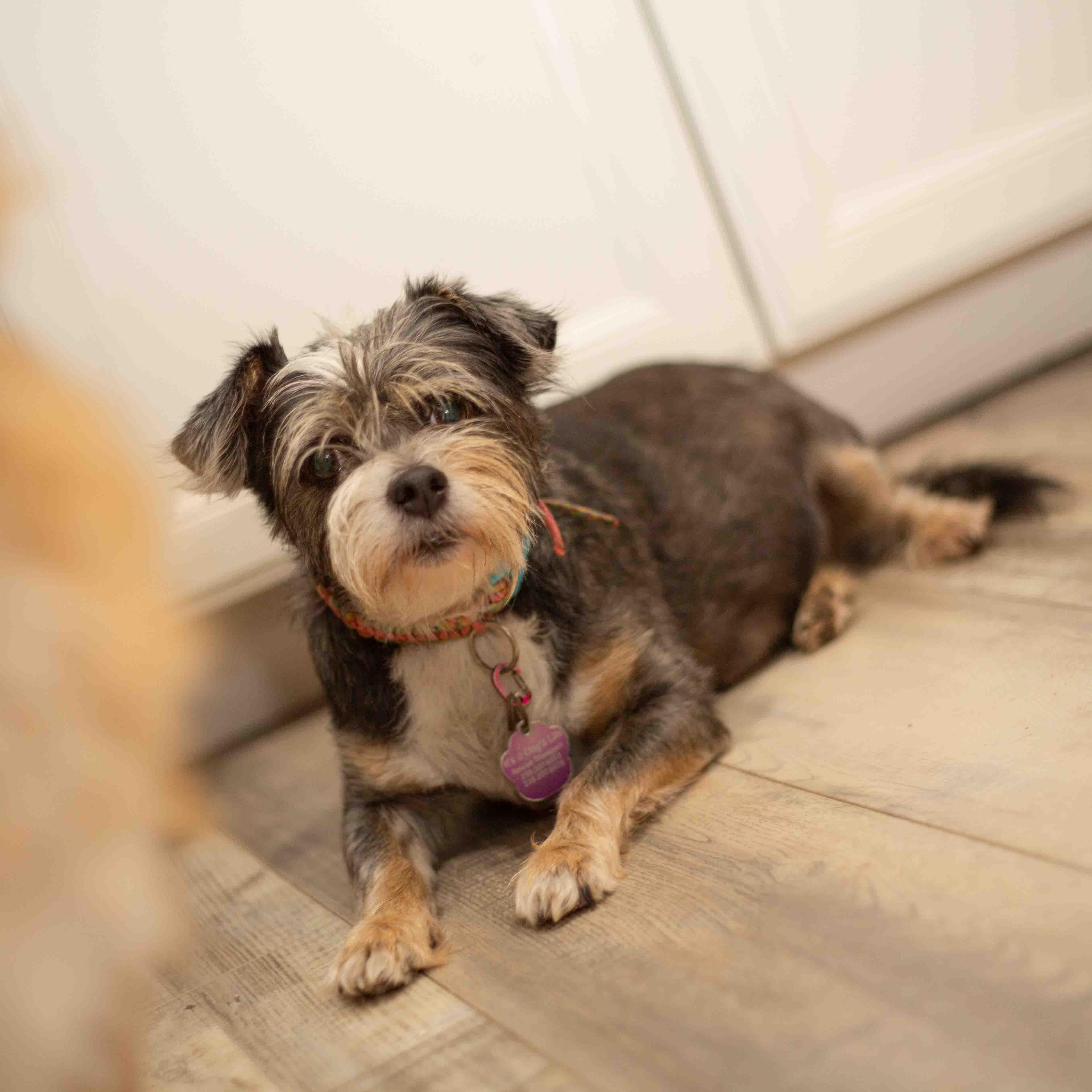 Osi, ADOPTABLE, Adult Female Schnauzer & Yorkshire Terrier.