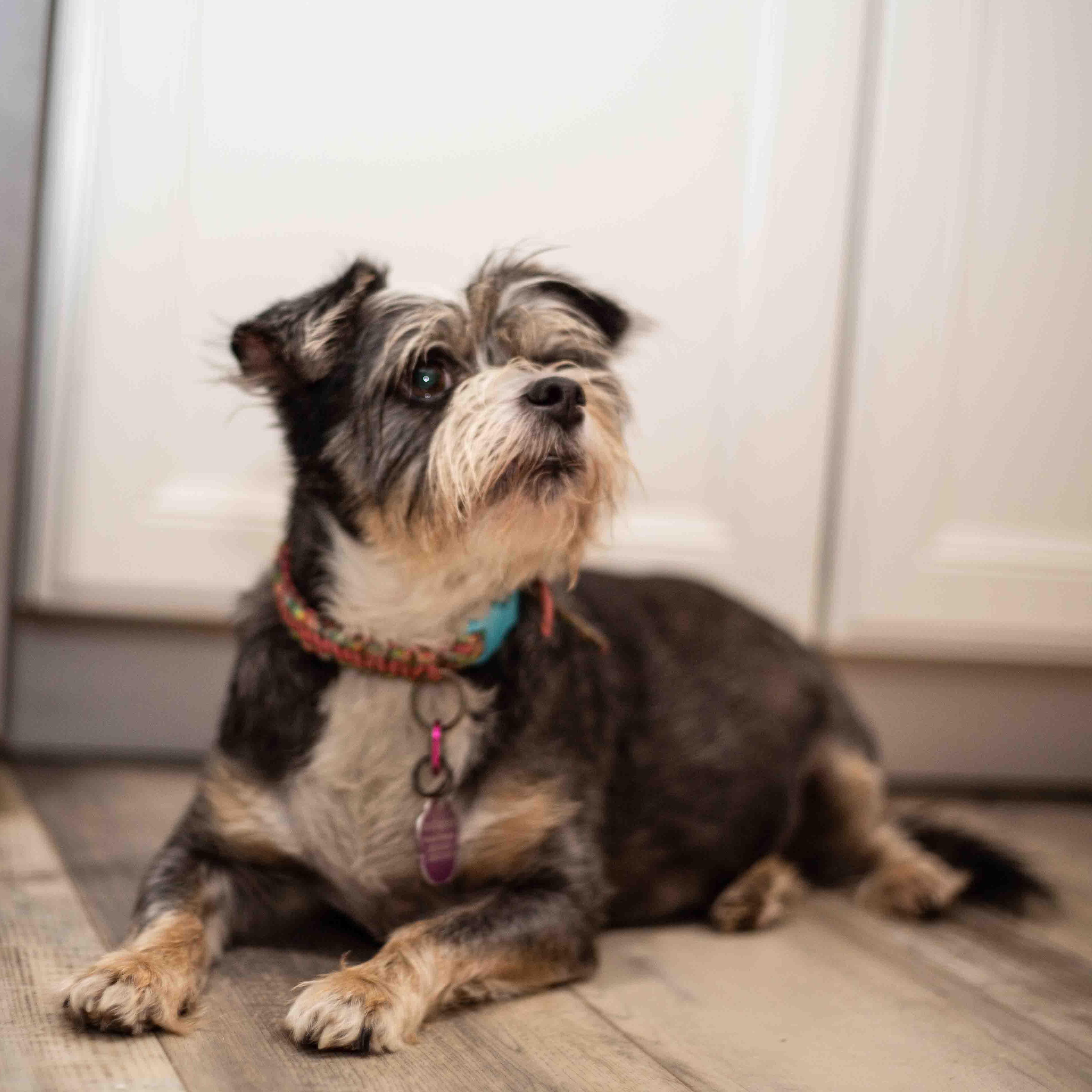 Osi, a ADOPTABLE mixed breed in Sarasota, FL image 4/6