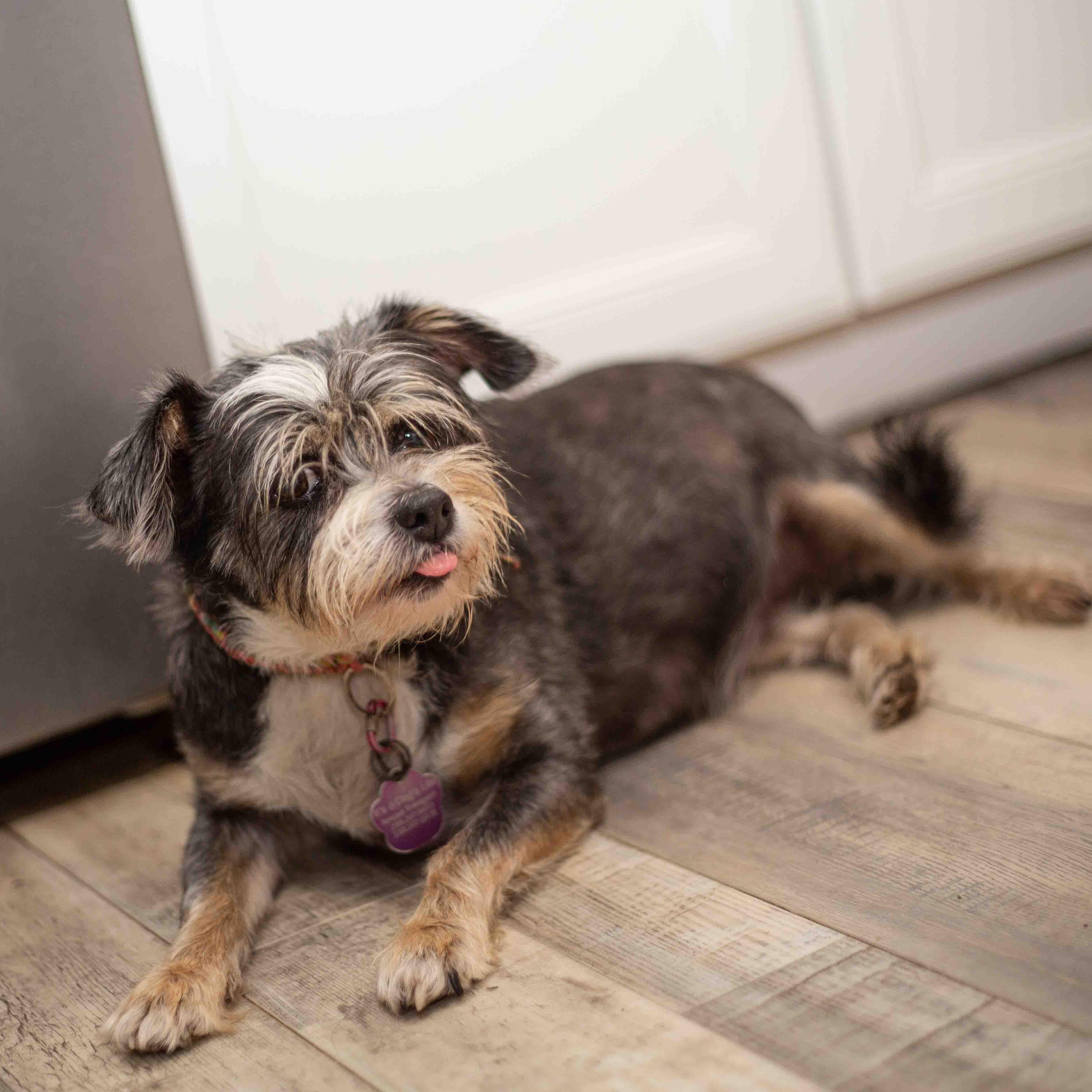 Osi, a ADOPTABLE mixed breed in Sarasota, FL image 2/6