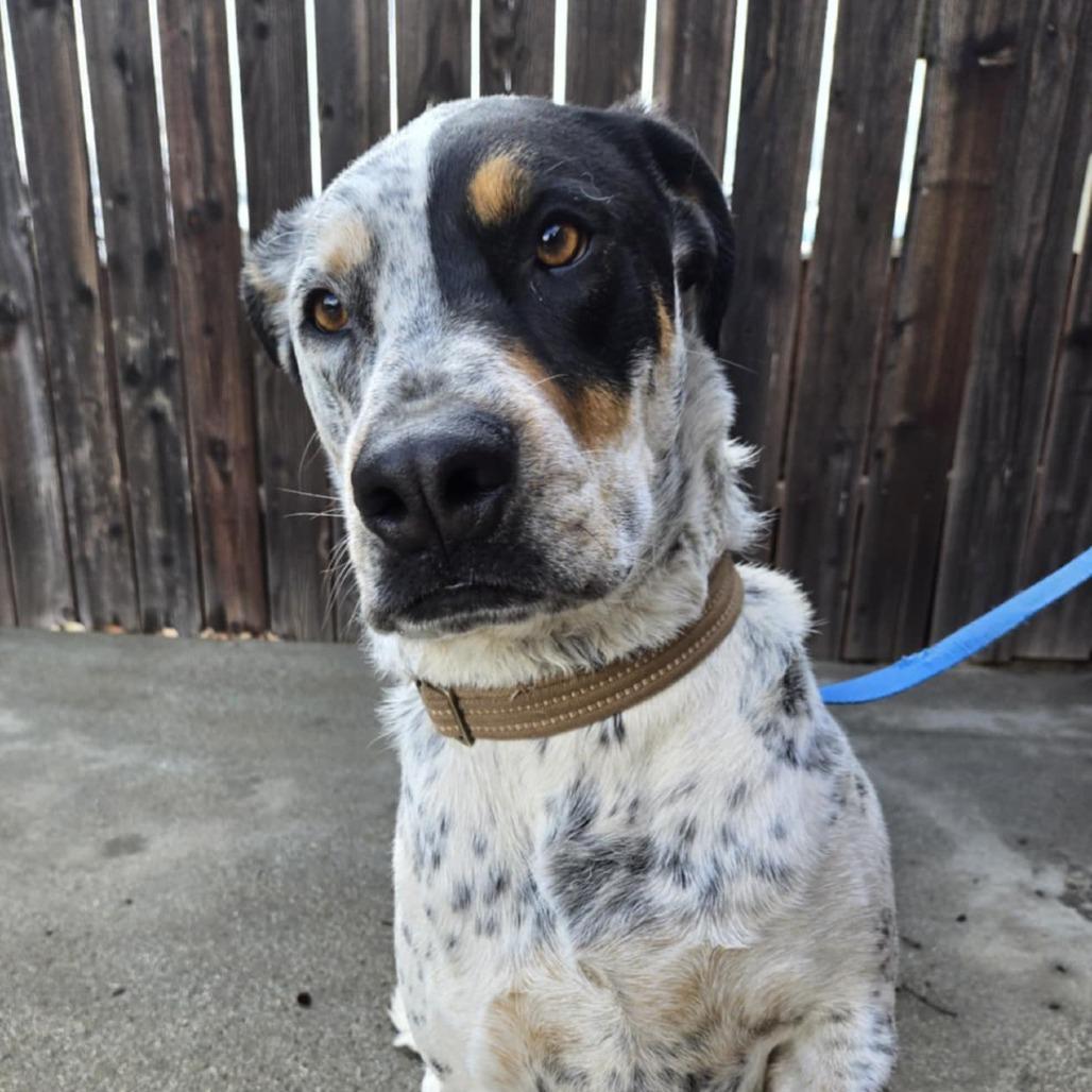 Enlarge Freedom, a Adoptable mixed breed in Calimesa, CA image 1/2