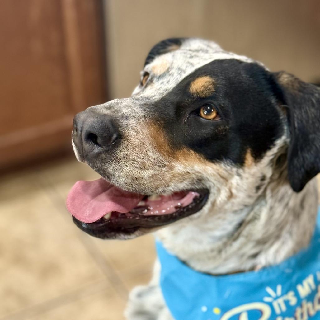 Enlarge Freedom, a Adoptable mixed breed in Calimesa, CA image 2/2