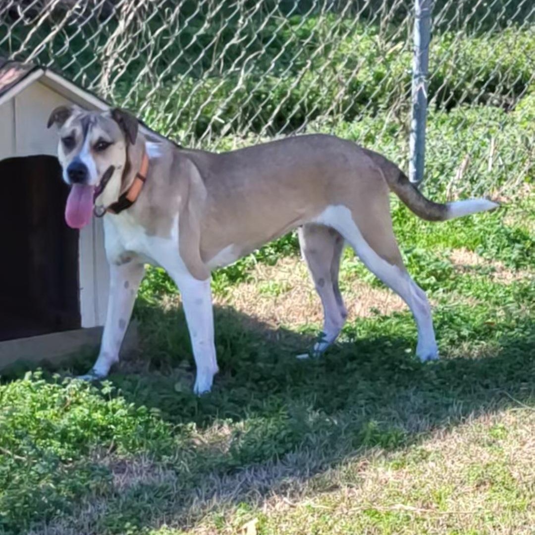 Enlarge Hazel, a Adoptable mixed breed in Rockdale, TX image 2/2