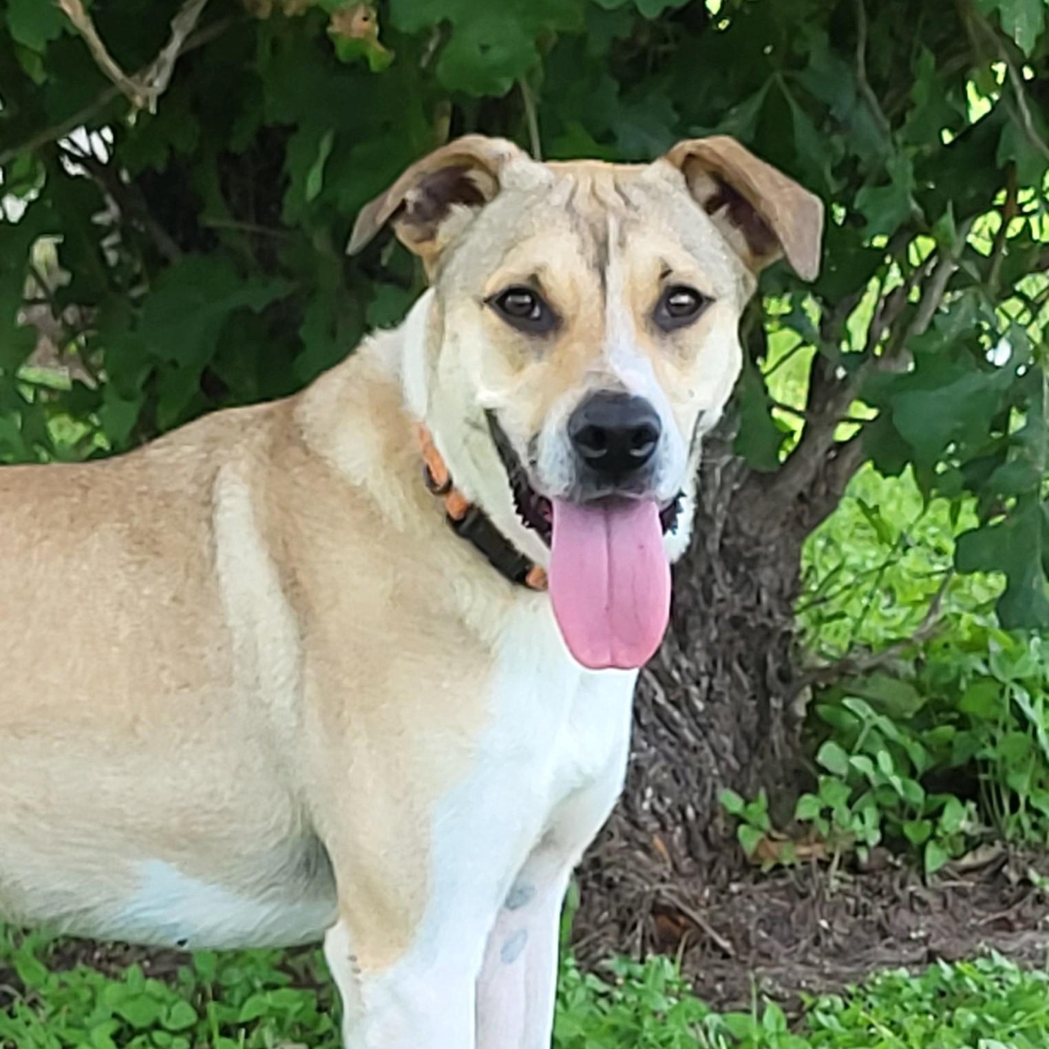 Enlarge Hazel, a Adoptable mixed breed in Rockdale, TX image 1/2