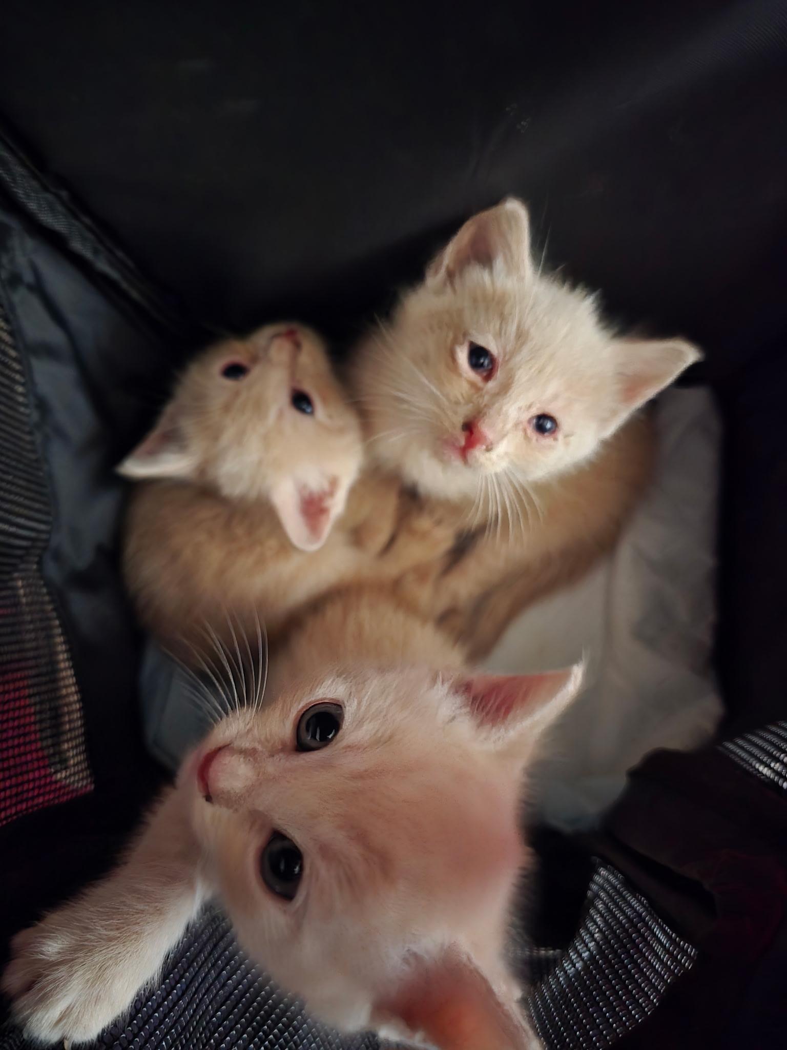 Cosmo (Red Collar), Adoptable, Kitten Male Domestic Short Hair.