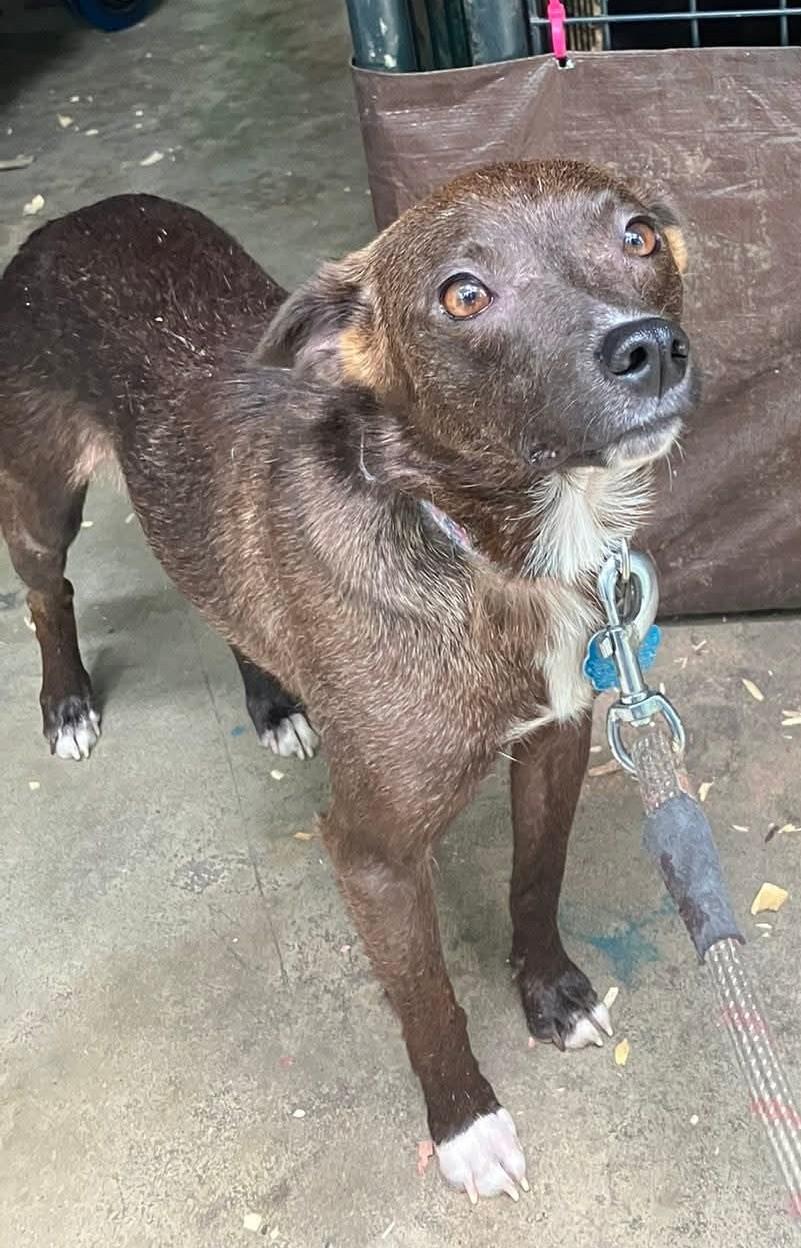 CoCo Bunny(aka Fruit bat), an adoptable Terrier, Feist in Chattanooga, TN, 37405 | Photo Image 4
