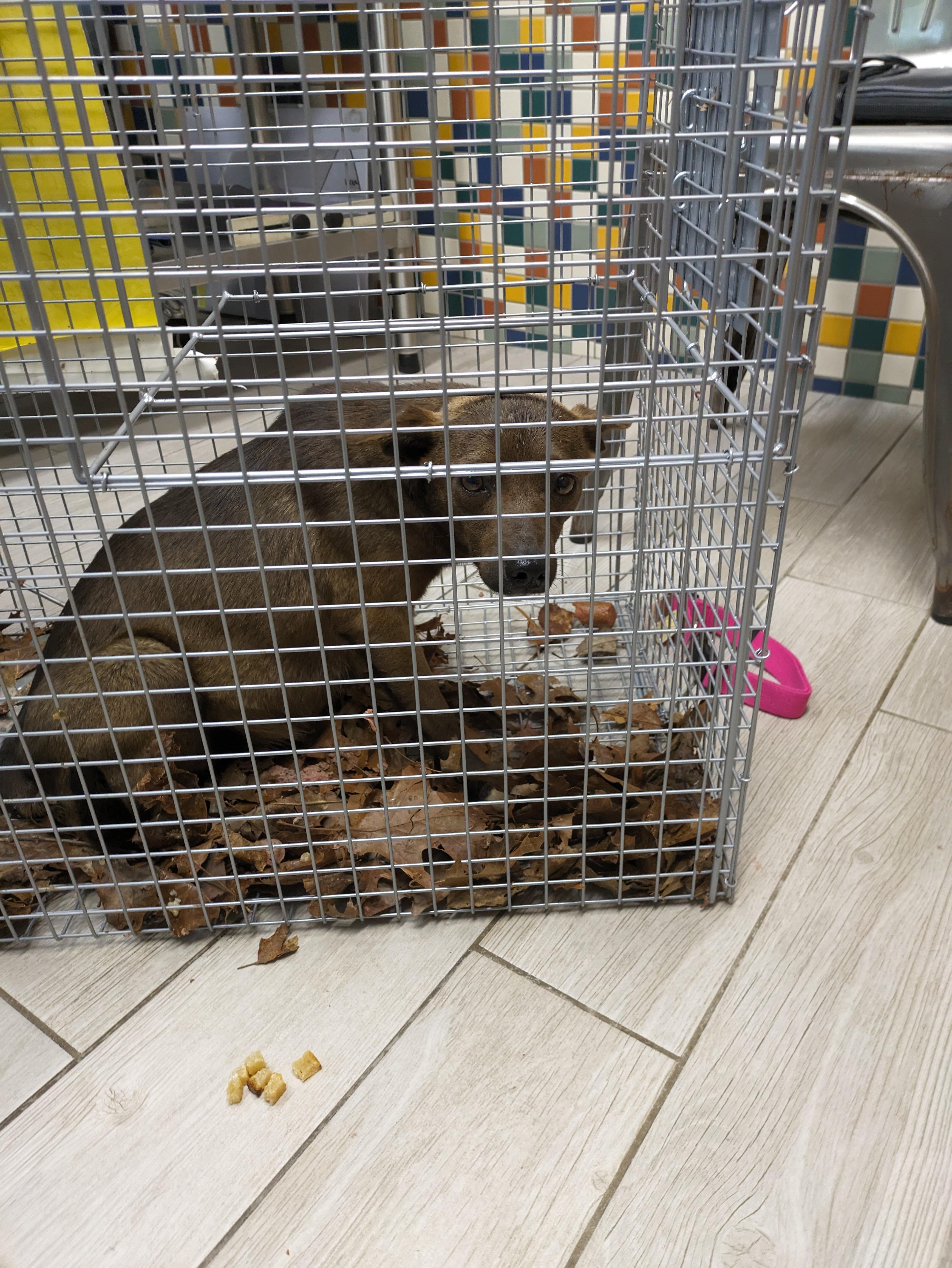 Coco Bunny thumbnail 3