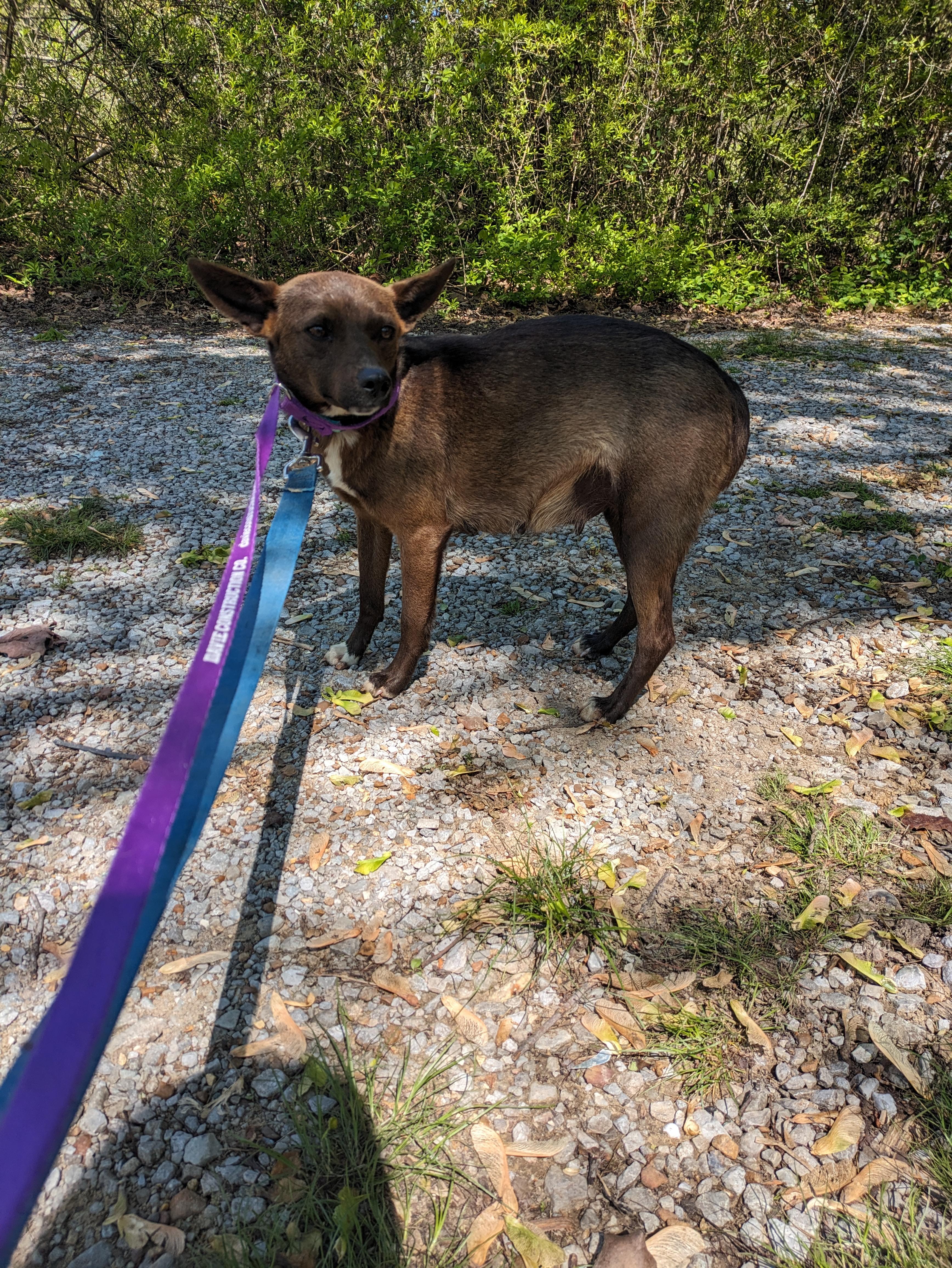 CoCo Bunny(aka Fruit bat), an adoptable Terrier, Feist in Chattanooga, TN, 37405 | Photo Image 3