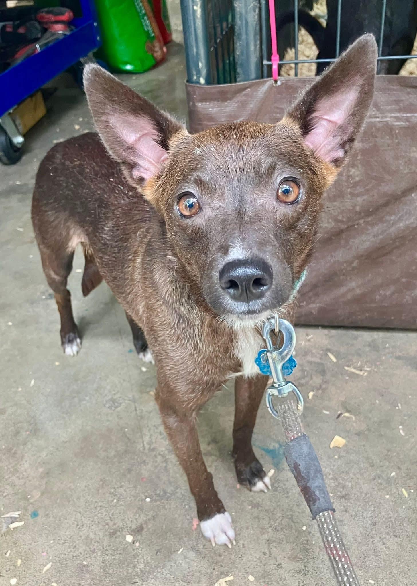 CoCo Bunny(aka Fruit bat), Adoptable, Adult Female Terrier & Feist.