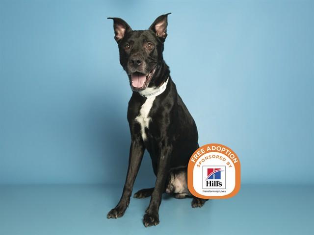 ZEUS, Adoptable, Adult Male Labrador Retriever & German Shepherd Dog.