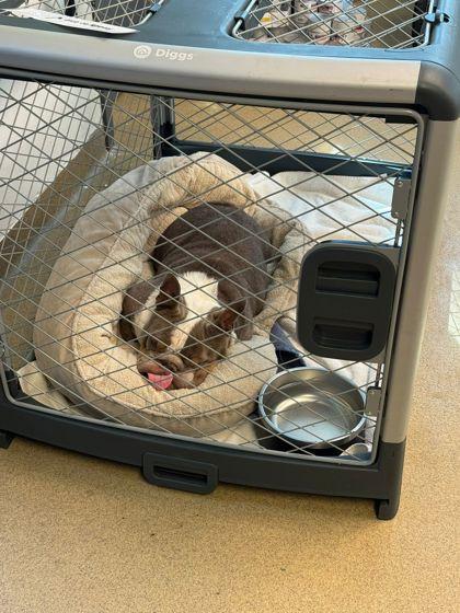 Lebowski thumbnail 2