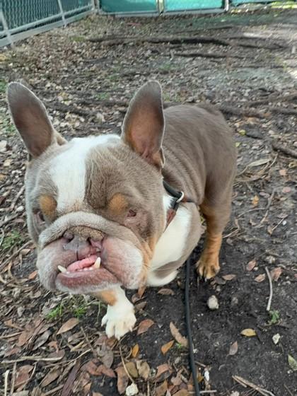 Lebowski thumbnail 3