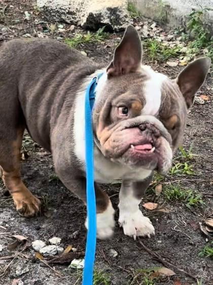 Lebowski thumbnail 4