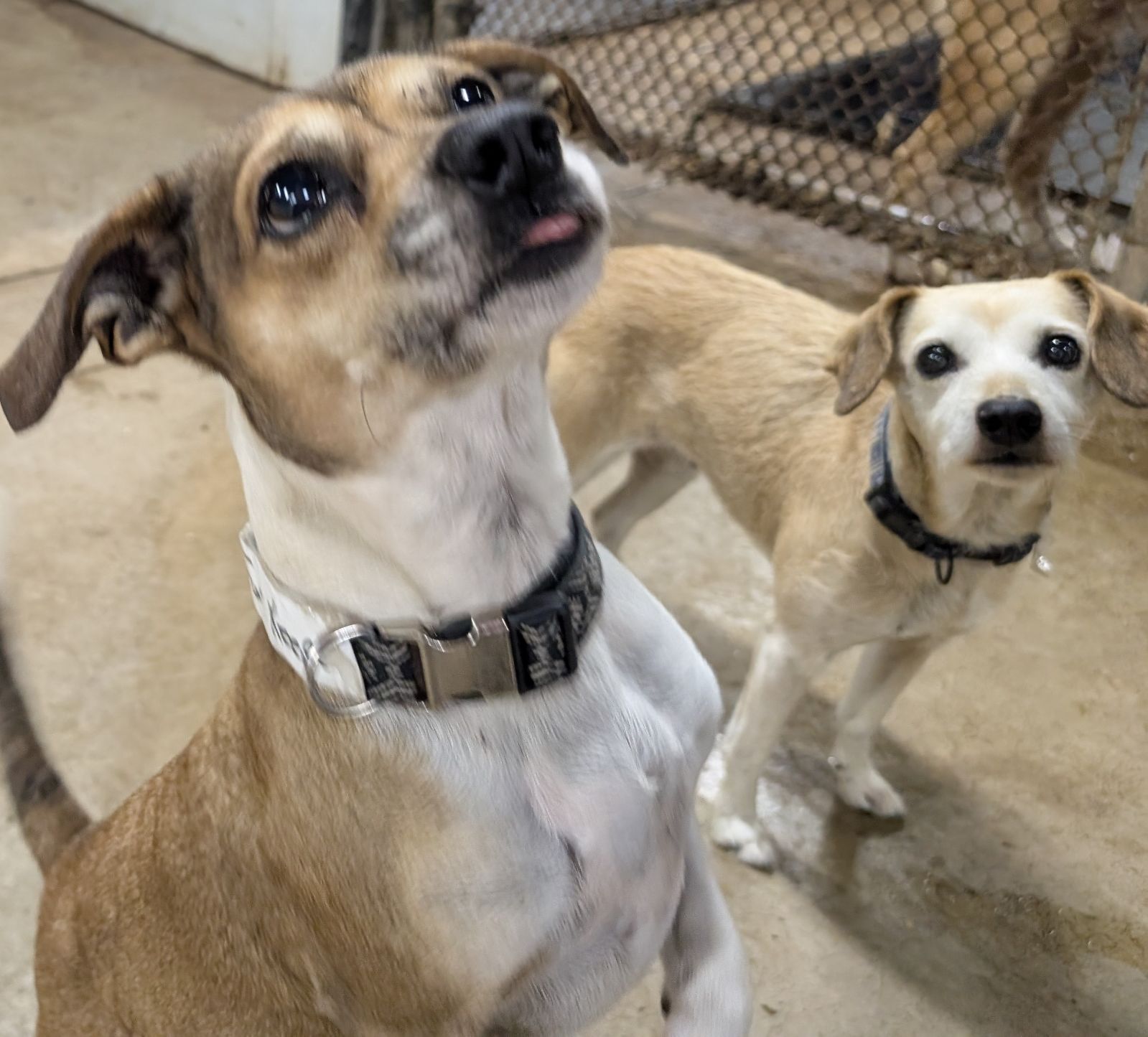 Nola and Loka (bonded), a Adoptable mixed breed in Barrington Hills, IL image 6/6