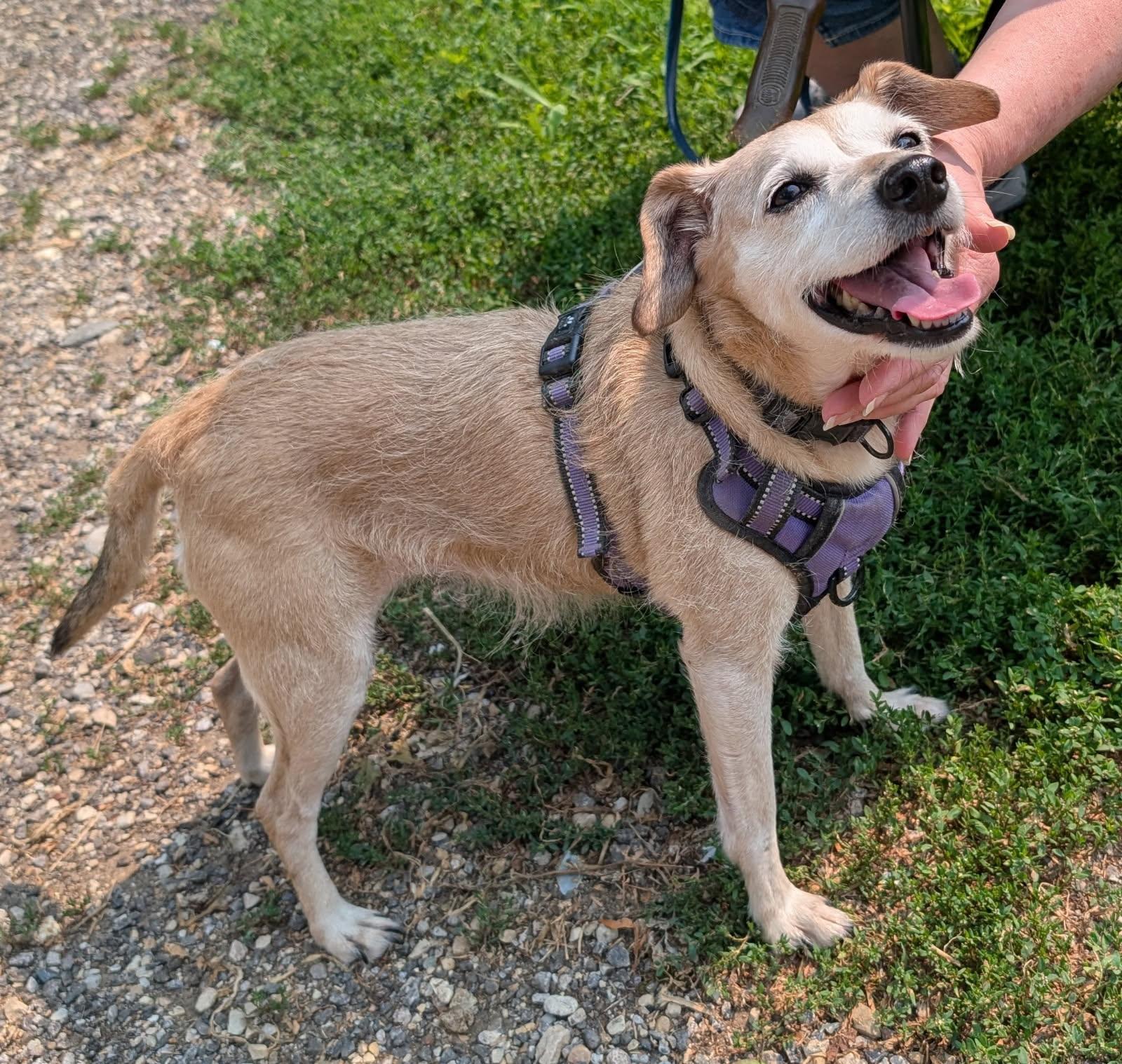 Nola and Loka (bonded), a Adoptable mixed breed in Barrington Hills, IL image 3/6