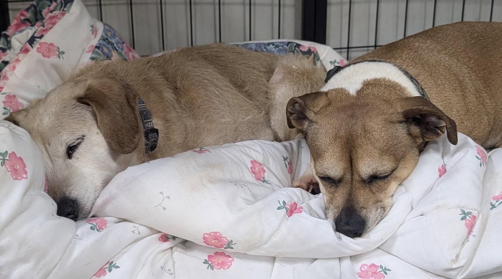 Enlarge Nola and Loka (bonded), a Adoptable mixed breed in Barrington Hills, IL image 2/6