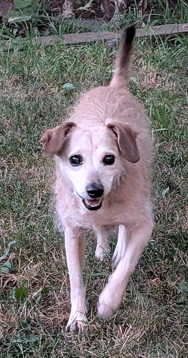Enlarge Nola and Loka (bonded), a Adoptable mixed breed in Barrington Hills, IL image 3/5