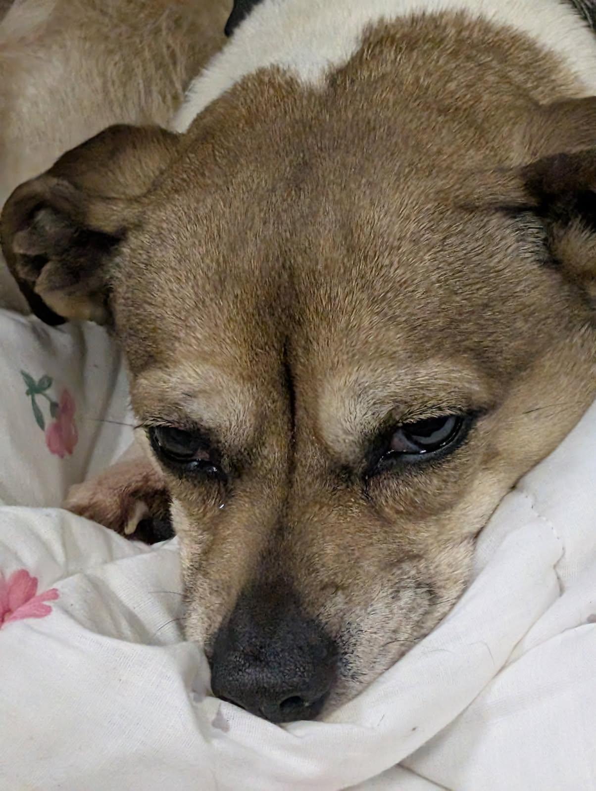 Enlarge Nola and Loka (bonded), a Adoptable mixed breed in Barrington Hills, IL image 3/6