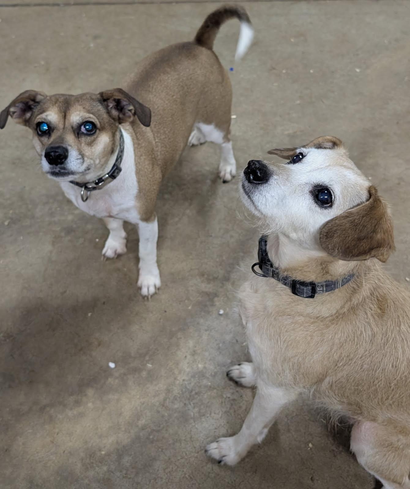 Nola and Loka (bonded), Adoptable, Adult Female Chihuahua & Terrier.