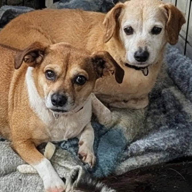 Nola and Loka (bonded), Adoptable, Adult Female Chihuahua & Terrier.